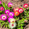 Mixed Colors Ice Plant ( Mesembryanthemum Daisy / Livingstone Daisy ) Dorotheanthus Bellidiformis Flower Seeds – photo 9