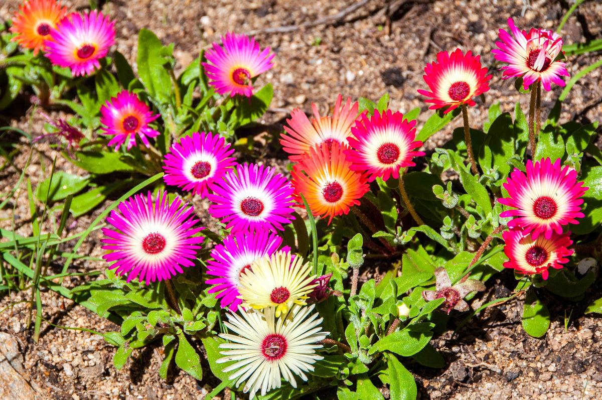 Mixed Colors Ice Plant ( Mesembryanthemum Daisy / Livingstone Daisy ) Dorotheanthus Bellidiformis Flower Seeds – photo 9