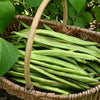 25 SCARLET RUNNER Pole BEAN Ornamental Red Flowers Phaseolus Vulgaris Vegetable Seeds