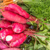 100 CHINA ROSE RADISH (Chinese Winter Radish) Raphanus Sativus Vegetable Seeds