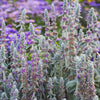 100 Wolly LAMBS EAR Stachys Byzantina Silvery Fuzzy Leaves Purple Flower Seeds