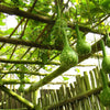 30 DIPPER GOURD Siphon Gourd Green Lagenaria Siceraria Vegetable Seeds