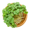 Organic Buckwheat Seeds – Fagopyrum Esculentum Grain Cover Crop Ground Cover Flower Vegetable – photo 8