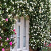 5 WHITE CLIMBING ROSE Rosa Bush Vine Climber Fragrant Butterfly Flower Seeds