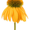 50 OZARK GOLD CONEFLOWER Echinacea Paradoxa Yellow Bush's Coneflower Flower Seeds