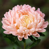 30 Duchess APRICOT PAEONY ASTER French Peony Callistephus Double Flower Seeds