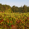 Perennial Cranberry Seeds – American Vaccinium Macrocarpon Red Fruit Bush – photo 3
