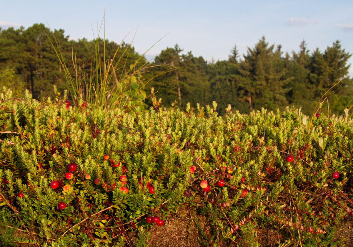 Perennial Cranberry Seeds – American Vaccinium Macrocarpon Red Fruit Bush – photo 3
