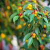 50 WEEPING FIG Ficus Benjamina Benjamin Indian Rubber Tree Houseplant Seeds