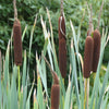 50 CATTAILS Cat Tails Typha Latifolia Water Pond Grass Flower Seeds