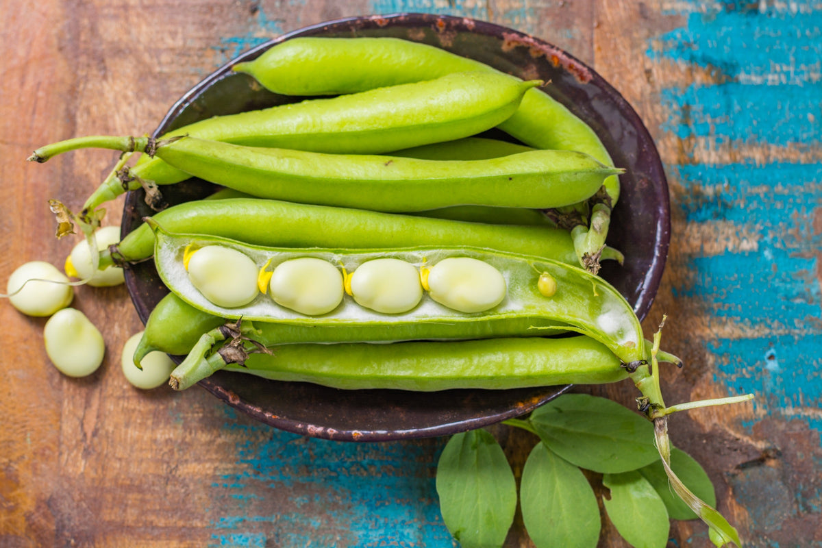 Baby Lima Bean Seeds – Phaseolus Lunatus Vegetable