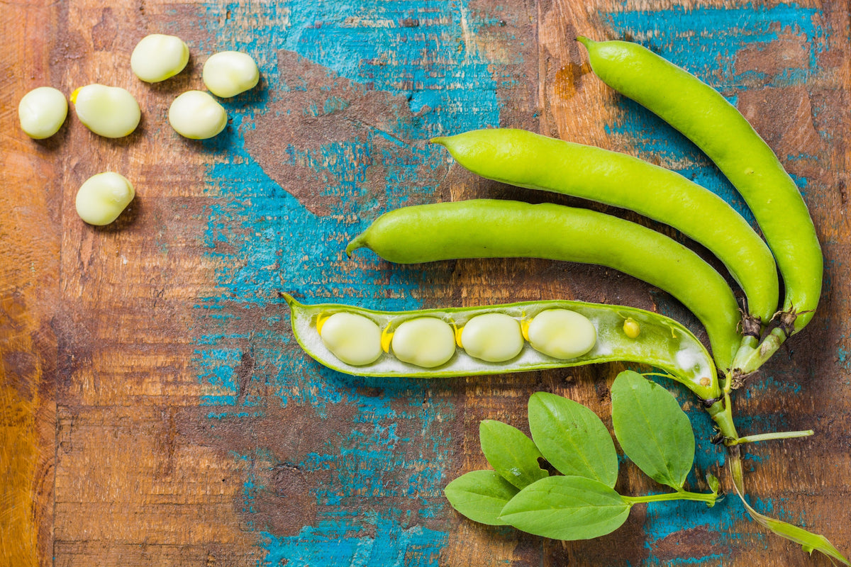White Dixie Lima Bean Seeds – Butterpea Phaseolus Vulgaris Vegetable