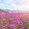 250 COMMON VERVAIN Verbena Officinalis European Herb Pink Purple Flower Seeds