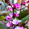 Ruby Moon Hyacinth Bean Seeds – Lablab Purpureus Blue Purple White Flower Ornamental Vine – photo 2