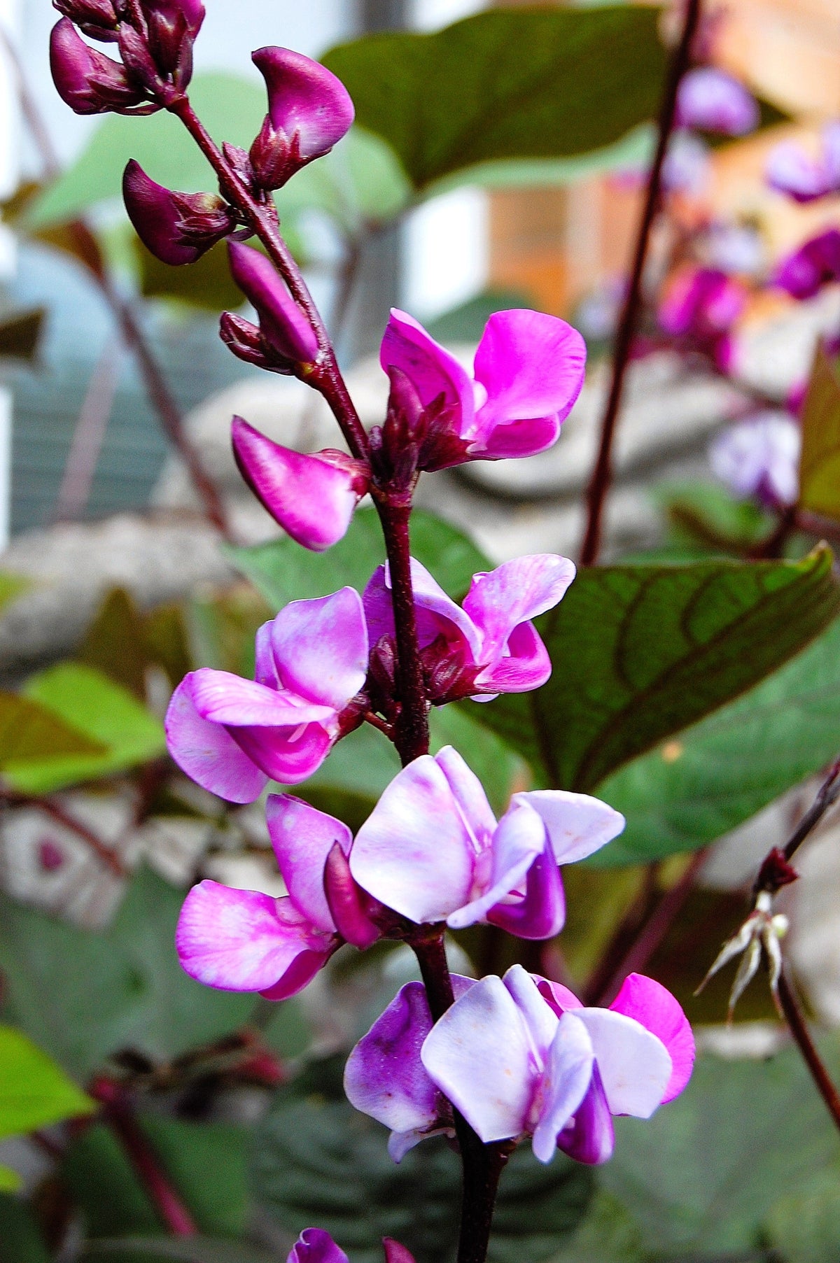 Ruby Moon Hyacinth Bean Seeds – Lablab Purpureus Blue Purple White Flower Ornamental Vine – photo 2