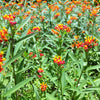 100 SUNSET MILKWEED Asclepias Curassavica Scarlet Blood Flower Red Orange Butterfly Weed Seeds