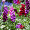 50 MIXED COLORS STOCK Matthiola Incana Ten-Week Gillyflower Blue White Pink Red Purple Seeds