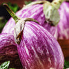 30 Pandora STRIPED ROSE EGGPLANT Solanum Melongena White Fruit Vegetable Seeds