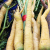 300 LUNAR WHITE CARROT Daucus Carota Vegetable Seeds