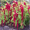 500 LOVE LIES BLEEDING Amaranthus Caudatus (Kiss Me Over The Garden Gate) Flower Seeds