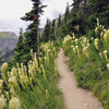 100 BEAR GRASS aka Bear LILY Beargrass Ornamental Xerophyllum Tenax Flower Seeds