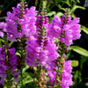 50 PINK Showy OBEDIENT PLANT (False Dragon Head) Physostegia Virginiana Flower Seeds