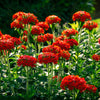 70 RED LYCHNIS Chalcedonica Campion Maltese Cross Flower Seeds