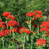 70 RED LYCHNIS Chalcedonica Campion Maltese Cross Flower Seeds