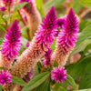 Flamingo Feather Wheat Celosia Spicata Pink & White Flower Seeds – photo 3