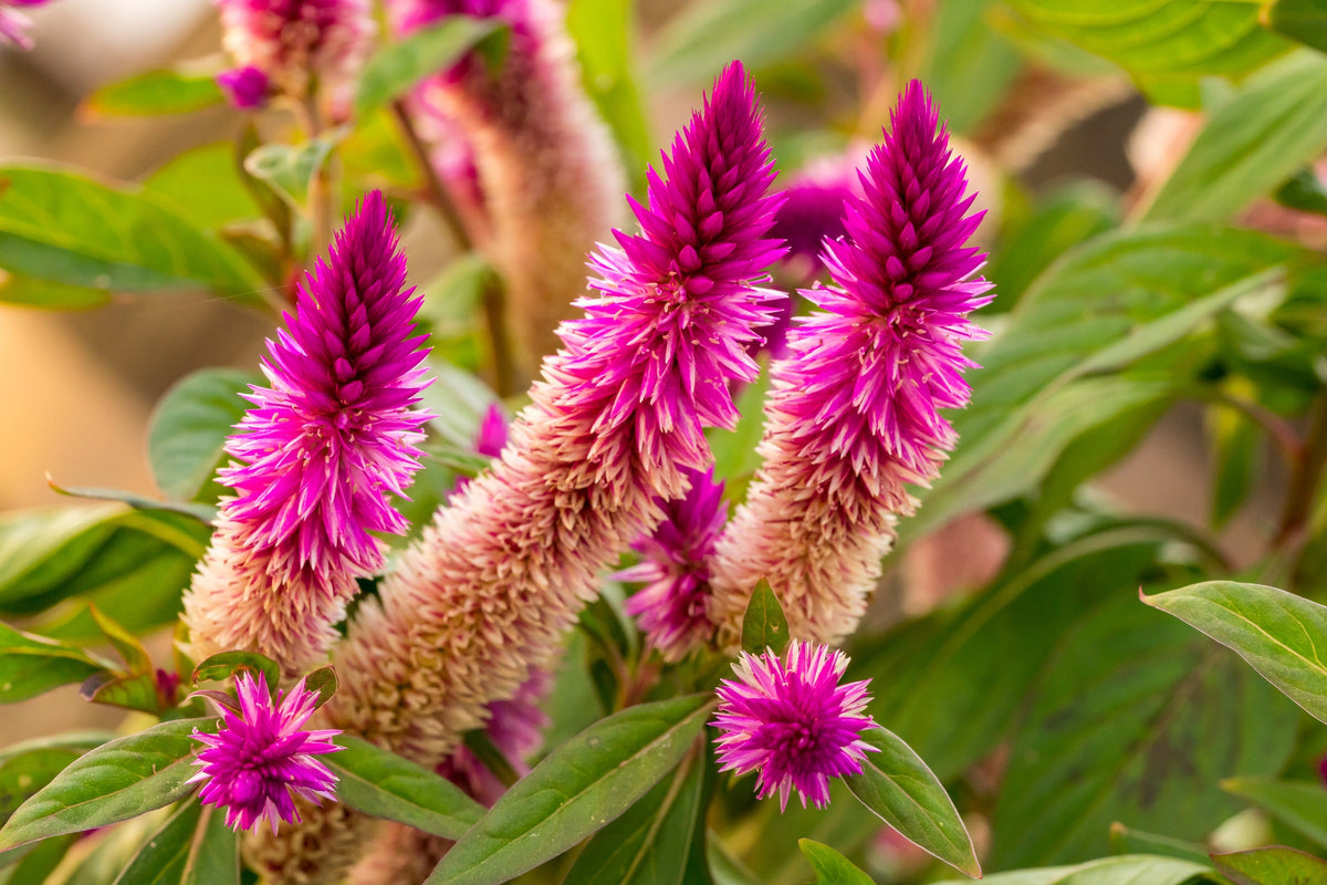 Flamingo Feather Wheat Celosia Spicata Pink & White Flower Seeds – photo 3