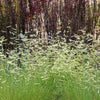 1000 BLUE GRAMA GRASS Gramma Bouteloua Gracilis Flower Mosquito Grass Seeds