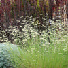 1000 BLUE GRAMA GRASS Gramma Bouteloua Gracilis Flower Mosquito Grass Seeds