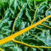 40 YELLOW CANARY SWISS CHARD Beta Vulgaris Perpetual Spinach Vegetable Seeds