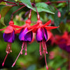 20 HARDY FUCHSIA Magellanica Pink Purple Hummingbird Flower Shrub Seeds