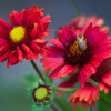 50 BURGUNDY GAILLARDIA Red Indian Blanket Flower Seeds