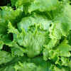 Great Lakes Lettuce Seeds – Batavian Iceberg Lactuca Sativa Vegetable