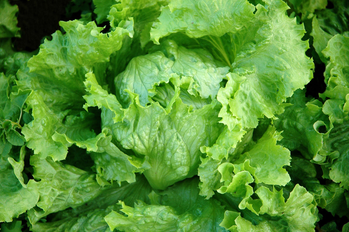 Great Lakes Lettuce Seeds – Batavian Iceberg Lactuca Sativa Vegetable