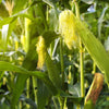 60 BICOLOR CORN DELECTABLE Yellow & White Zea Mays Vegetable Seeds