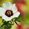 10 SIMPLY LOVE HIBISCUS (Flower of the Hour / Baldder Hibiscus) Hibiscus Trionum Flower Seeds