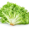 Green Curled Endive Seeds – (Salad Endive / Moss Curled Endive / Escarole) Cichorium Endivia Vegetable