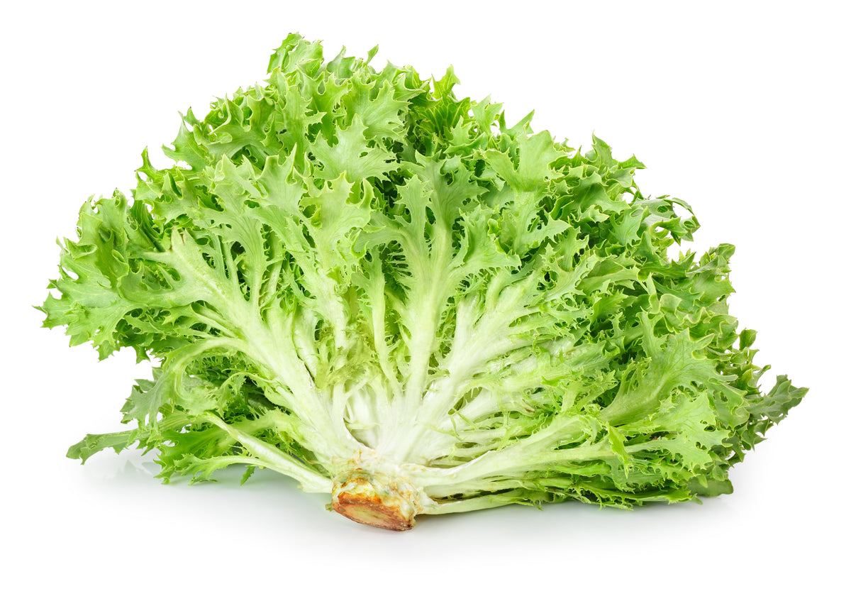 Green Curled Endive Seeds – (Salad Endive / Moss Curled Endive / Escarole) Cichorium Endivia Vegetable