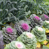 50 MIXED ORNAMENTAL CABBAGE Flowering Cabbage Brassica Oleracea Seeds
