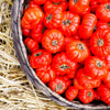 25 RUFFLED RED EGGPLANT Pumpkin On A Stick Edible & Ornamental Solanum Melongena Seeds
