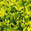 10 GOLDEN DEWDROP Duranta Erecta Repens Golden Foliage Blue Violet Purple White Flower Orange Ornamental Berry Shrub Seeds