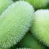 10 WOOLY BEAR GOURD Cucumis Dipsaceus Fuzzy Green Ornamental Seeds