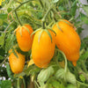 40 BANANA LEGS TOMATO Heirloom Yellow Lycopersicon Fruit Vegetable Seeds