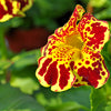 250 TIGER MONKEY Mixed Colors Mimulus Tigrinus Flower Seeds