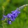 75 ROYAL BLUE SPEEDWELL Veronica Austriaca Teucrium Flower Seeds