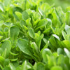 500 Dutch CORN SALAD Lambs Lettuce Valerianella Locusta Herb Vegetable Seeds