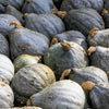 30 BLUE HUBBARD SQUASH New England Buttercup Cucurbita Pepo Vegetable Seeds